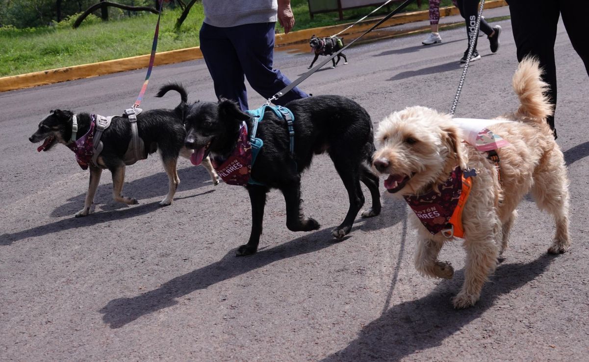Se presentó una iniciativa en la Cámara de Diputados para determinar el derecho de tutela de las mascotas.