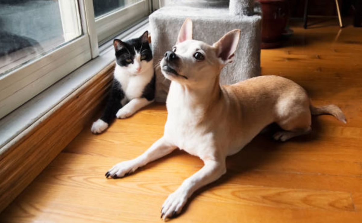 Diputado del PAN propone crear guarderías para el cuidado de animales.