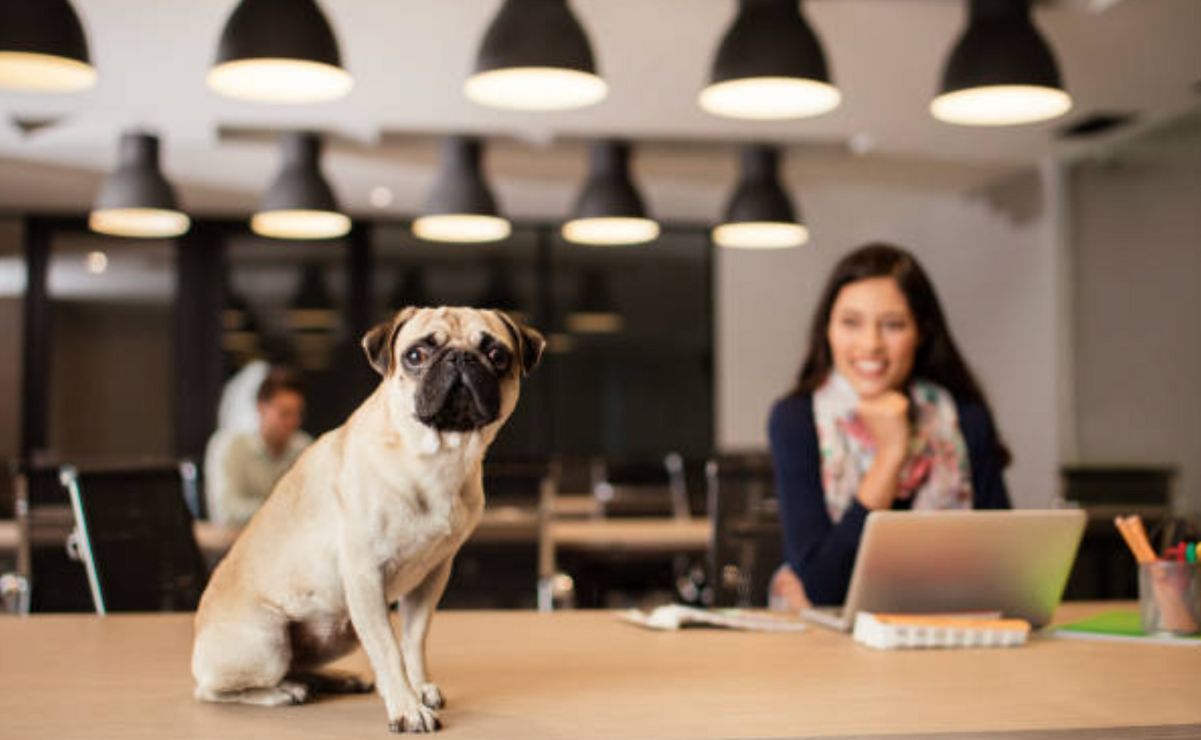 En el Congreso de la Ciudad de México se propuso aplicar el modelo de negocios ‘Pet Friendly’.