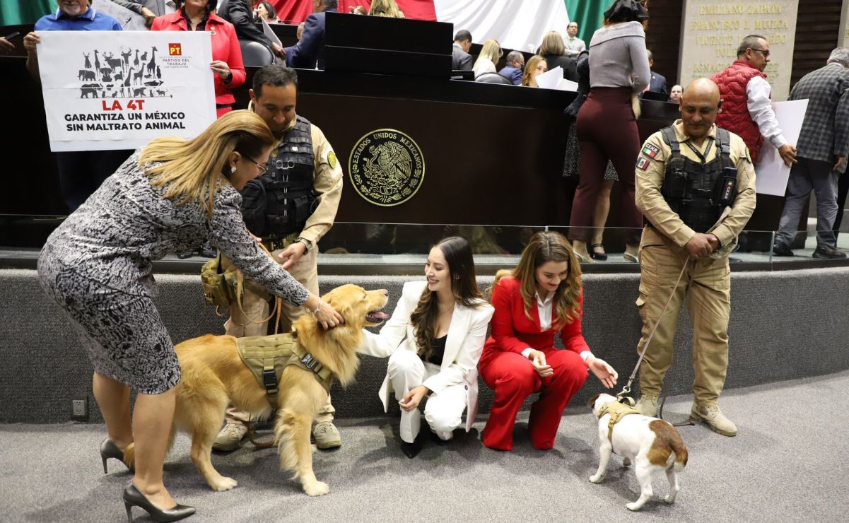 En la Cámara de Diputados se aprobó la reforma constitucional en materia de protección y cuidado animal.