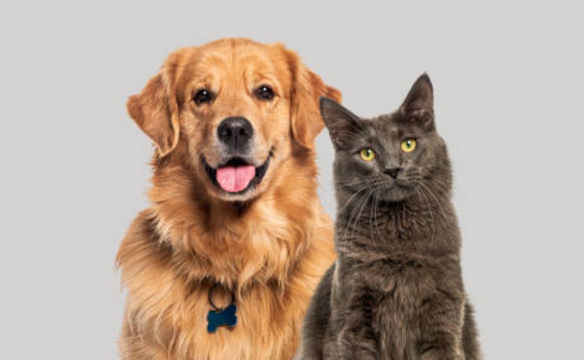 Aquí te compartimos los detalles sobre el avance de la reforma para la protección animal.