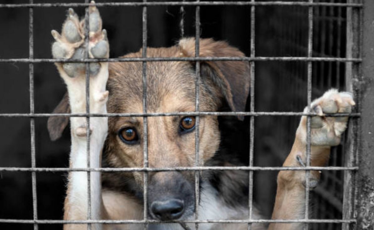 Algunas personas disfrutan organizar peleas de animales y es evidente que la ley tendría que aplicar un duro castigo.