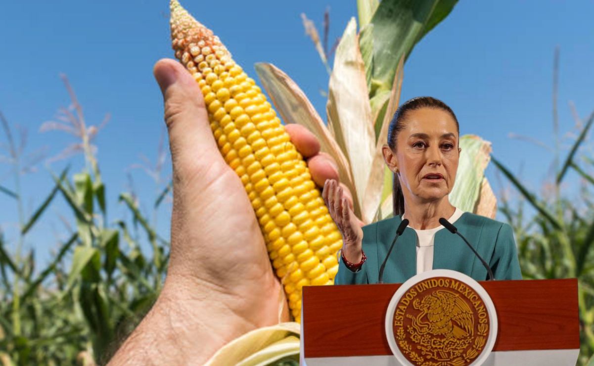 El decreto para prohibir el maíz transgénico se traduce en la modificación a los artículos 4 y 27 de la Constitución.