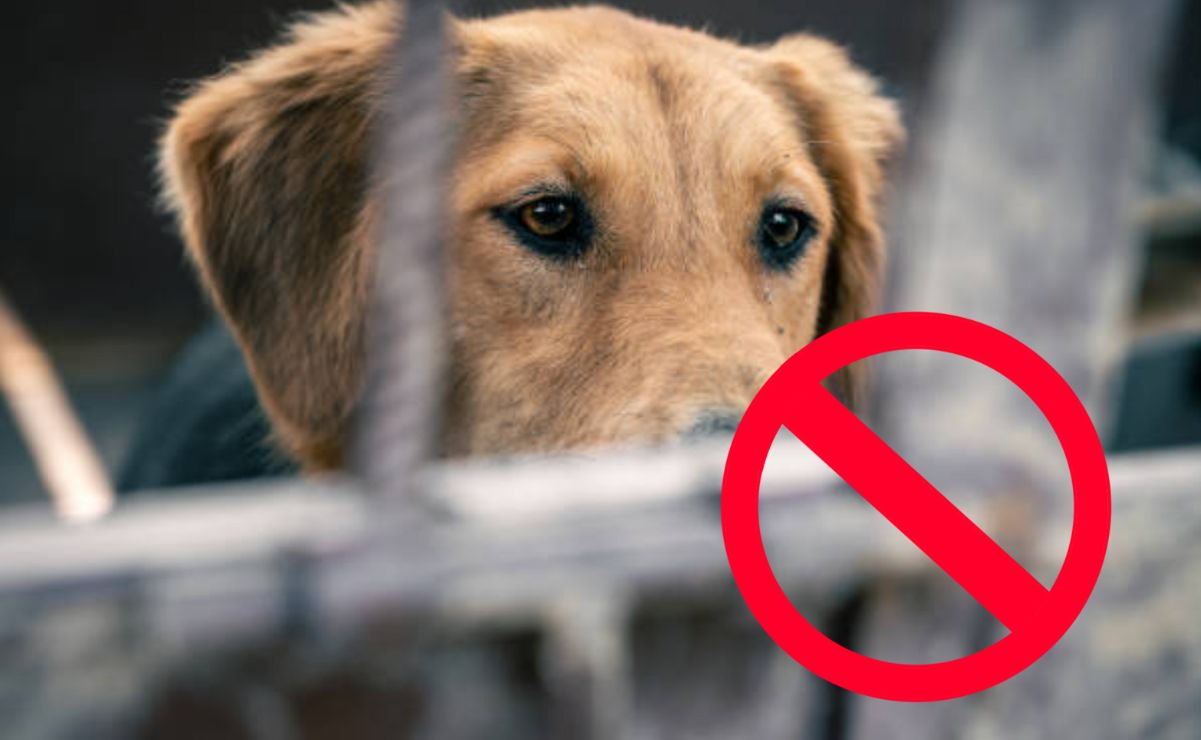 La iniciativa de ley para castigar el marrano animal es un tema muy relevante en materia legislativa.