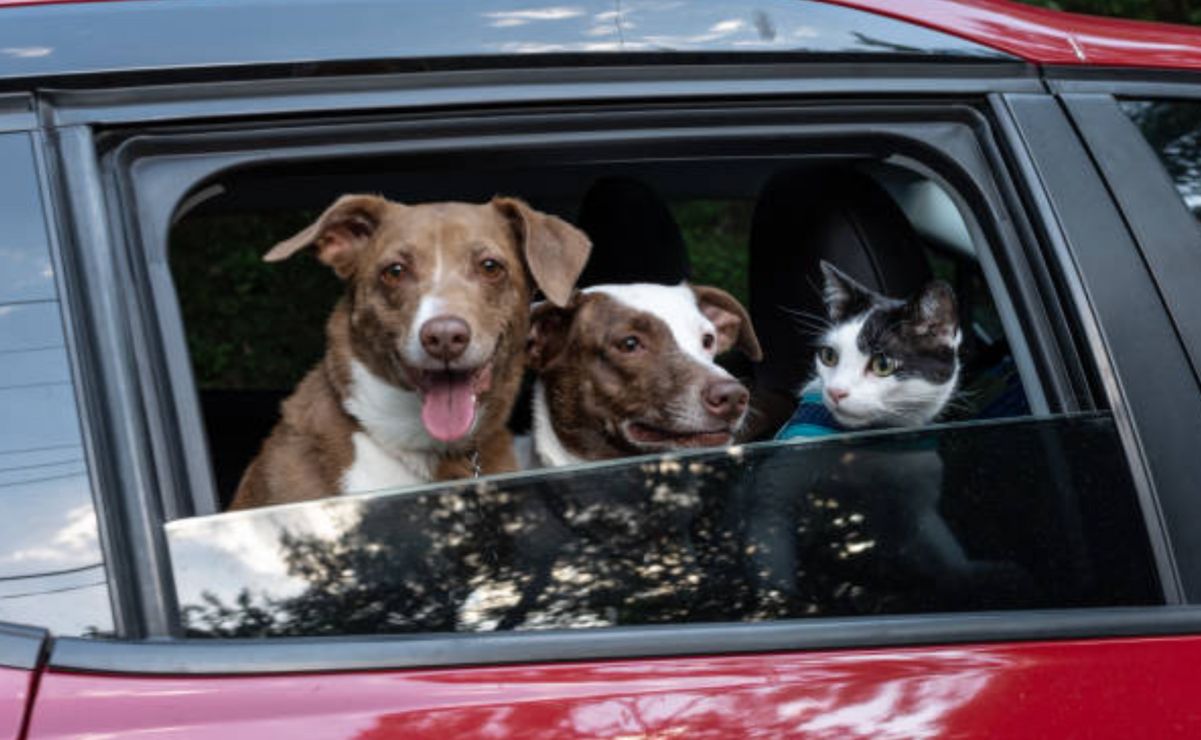 Aquí te explicamos los detalles sobre las mascotas y el reglamento de tránsito en la CDMX.