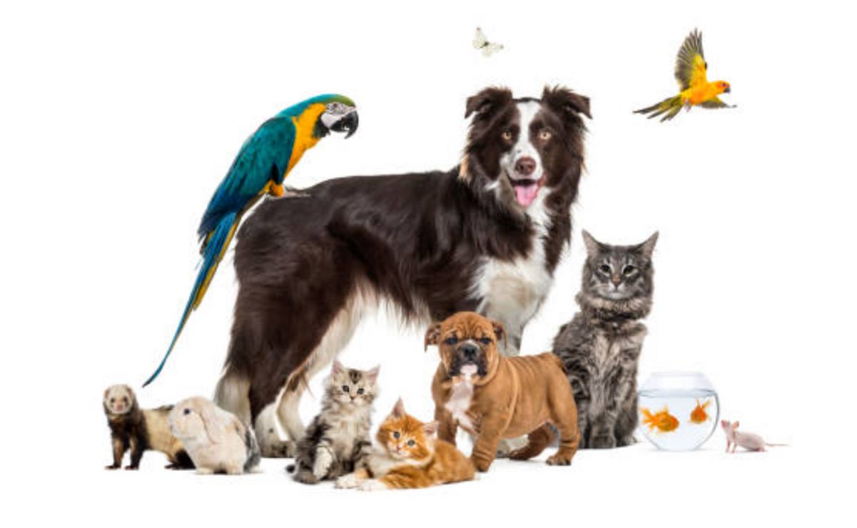 Los animales dejan de ser considerados “cosas” y se reconocen como seres con derecho al cuidado.