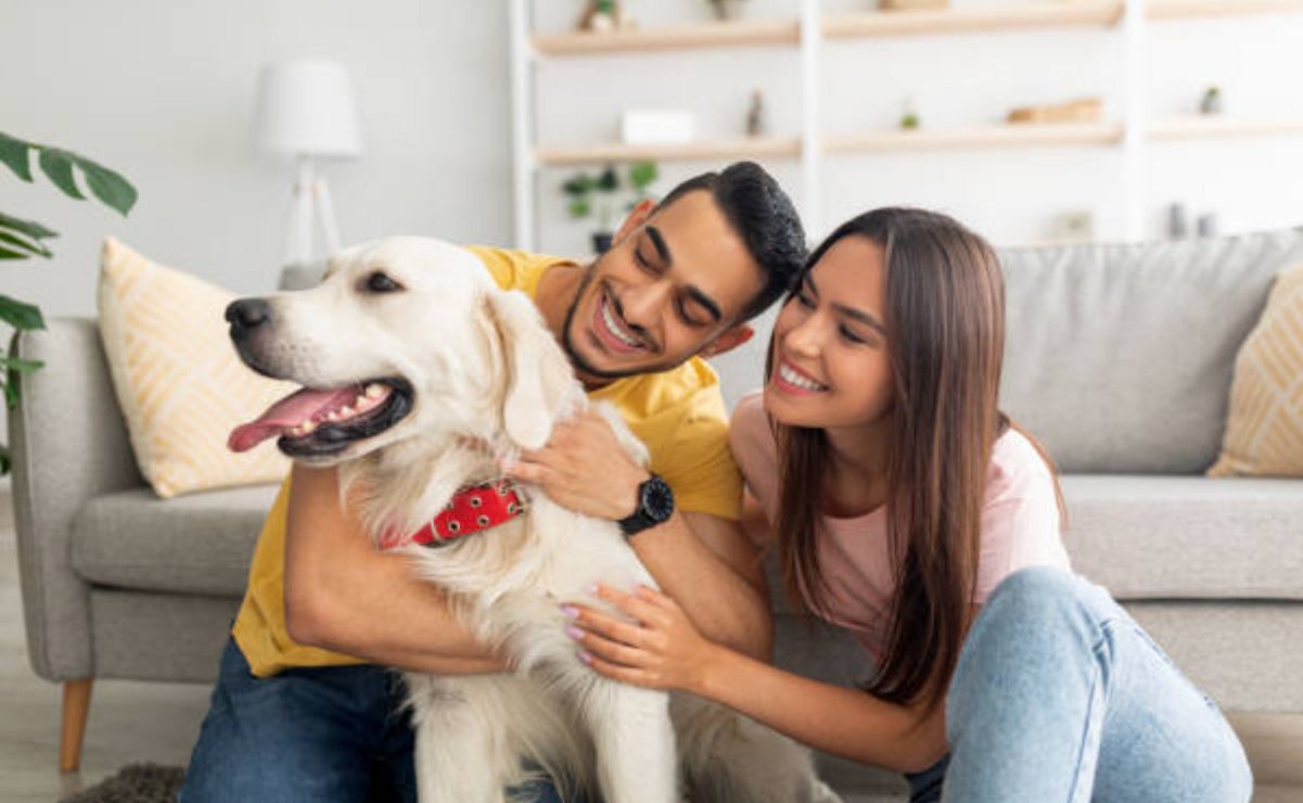 Esta reforma la ciudad se convierte en pionera en el país al reconocer a los animales de compañía como seres sintientes dentro de los juicios de divorcio.