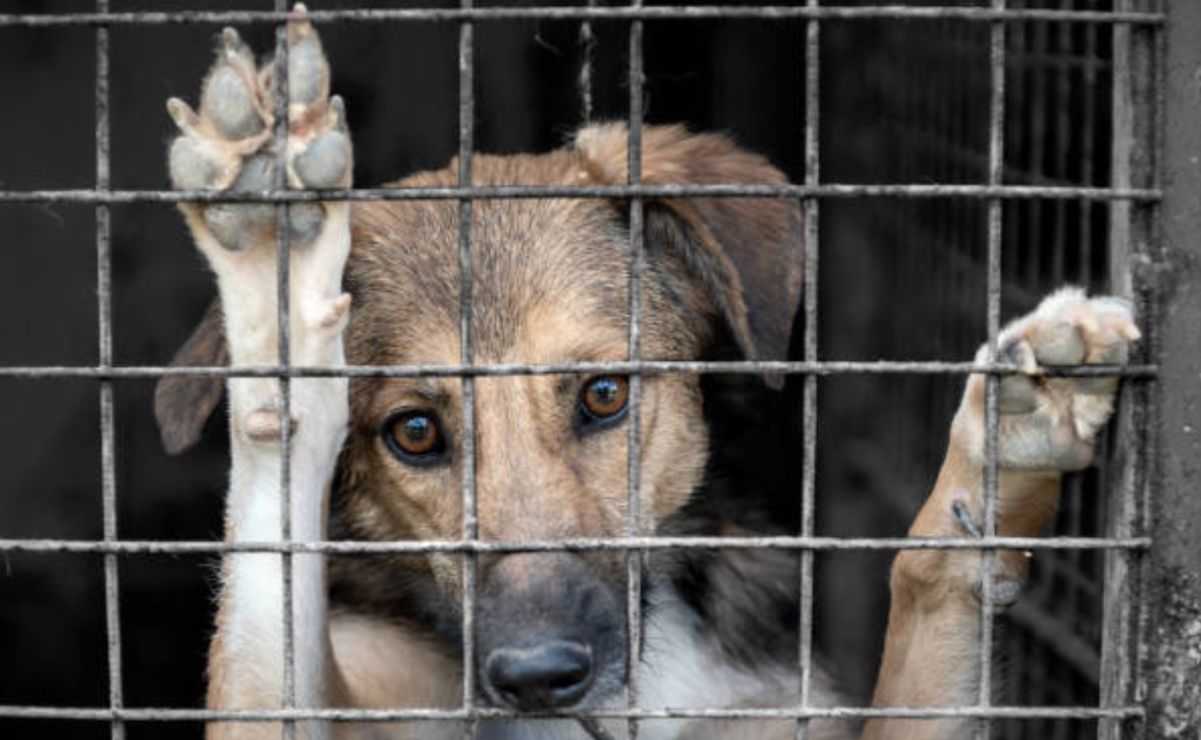 Un hombre colocó salchichas con alcaloide en un área común.