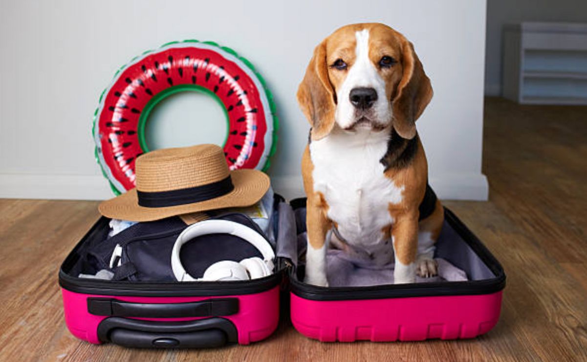 Existe una autoridad que regula la entrada de perros y gatos al país.