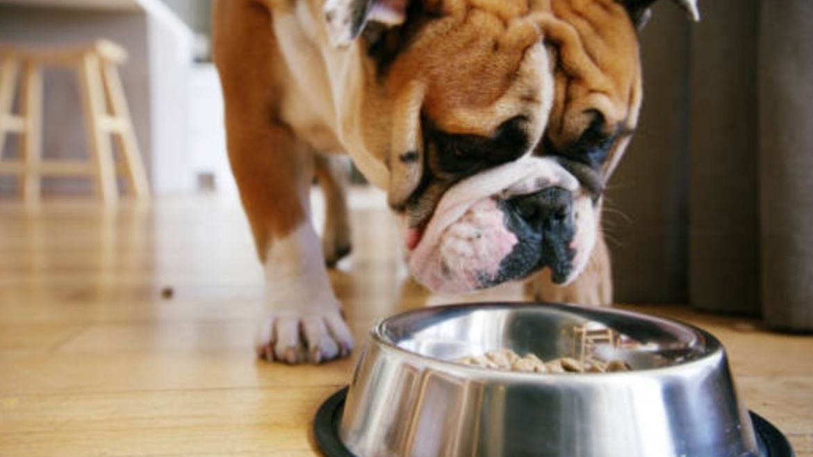 La propuesta ha generado simpatía ciudadana y amplia difusión en redes sociales.