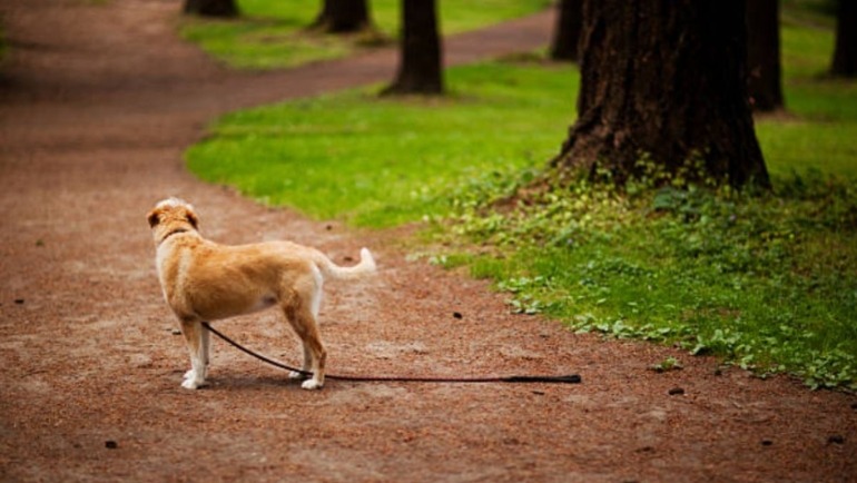 Es un mecanismo que busca facilitar la búsqueda y localización de animales de compañía.