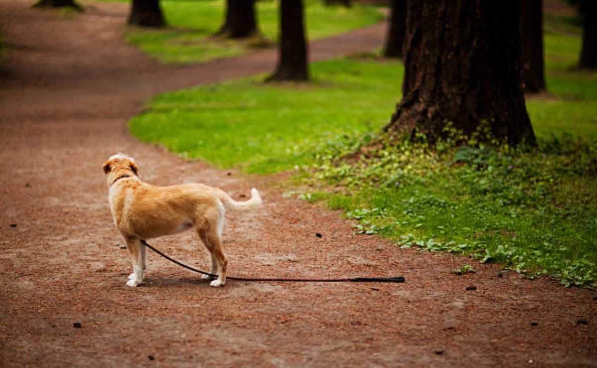 Es un mecanismo que busca facilitar la búsqueda y localización de animales de compañía.