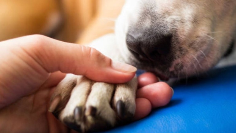 El Congreso pretende crear una base legal federal uniforme que castigue con mayor fuerza este tipo de delitos.