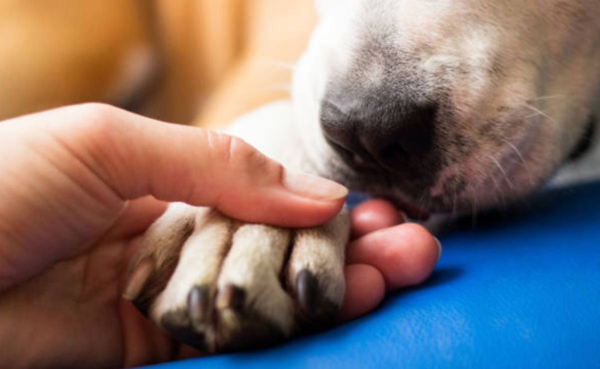 El Congreso pretende crear una base legal federal uniforme que castigue con mayor fuerza este tipo de delitos.