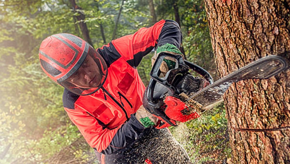 La propuesta fue turnada a las Comisiones Unidas de Justicia y de Medio Ambiente y Recursos Naturales para su análisis.