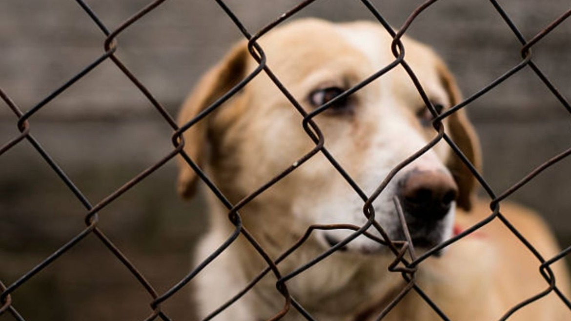 Aunque los animales son los directamente agraviados, la sociedad también resulta afectada.