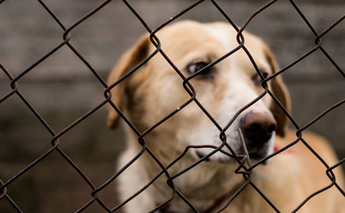 Aunque los animales son los directamente agraviados, la sociedad también resulta afectada.