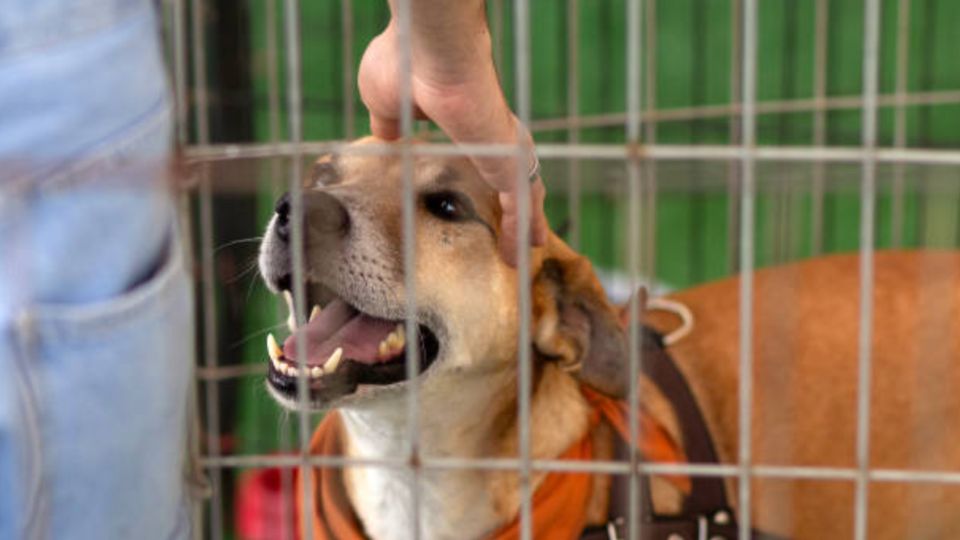 El Partido Verde subraya la urgencia de promover la adopción responsable.
