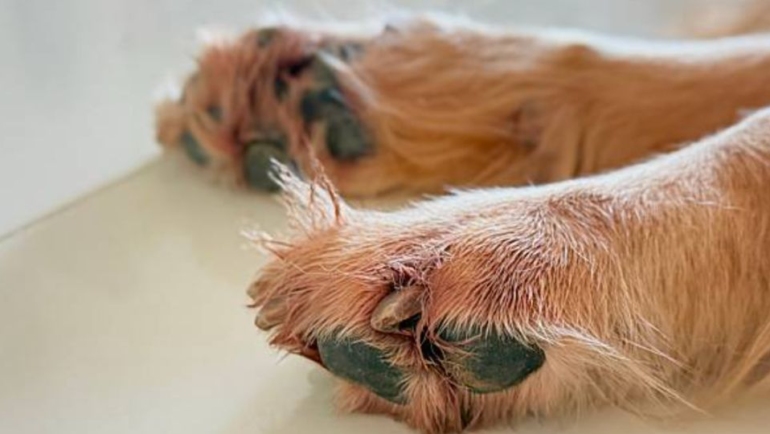 La iniciativa plantea tipificar como delito grave el maltrato animal, especialmente cuando derive en lesiones graves o la muerte del animal.