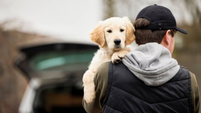Perder a una mascota por robo es una de las experiencias más angustiantes.