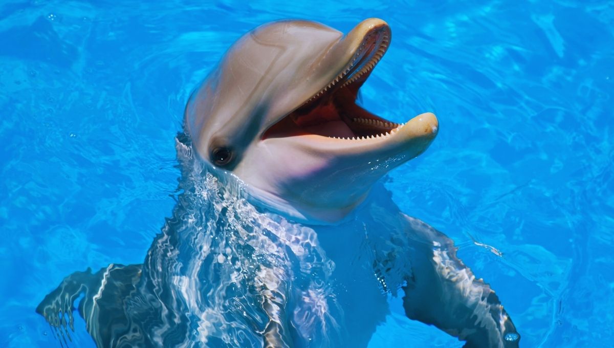 espectaculo delfines