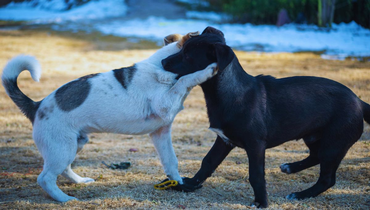 pelea animales