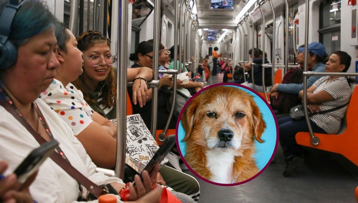 perro perro