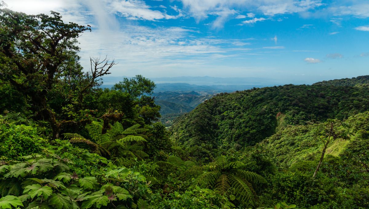 SCJN area natural protegida