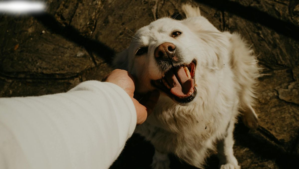 se puede heredar a una mascota se puede heredar a una mascota